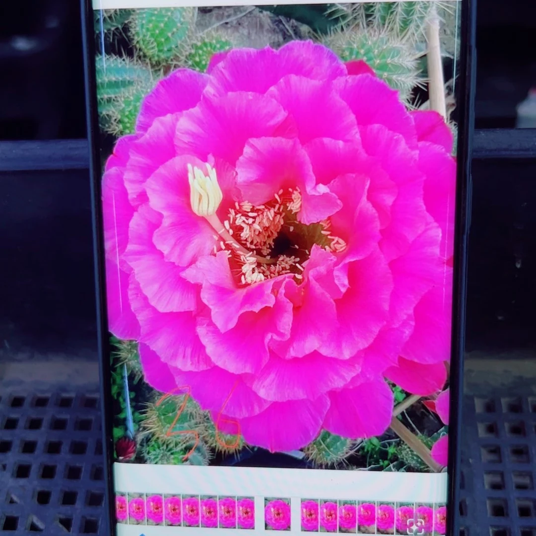 下53毛国色牡丹歪无根侧芽5公分左右20包邮