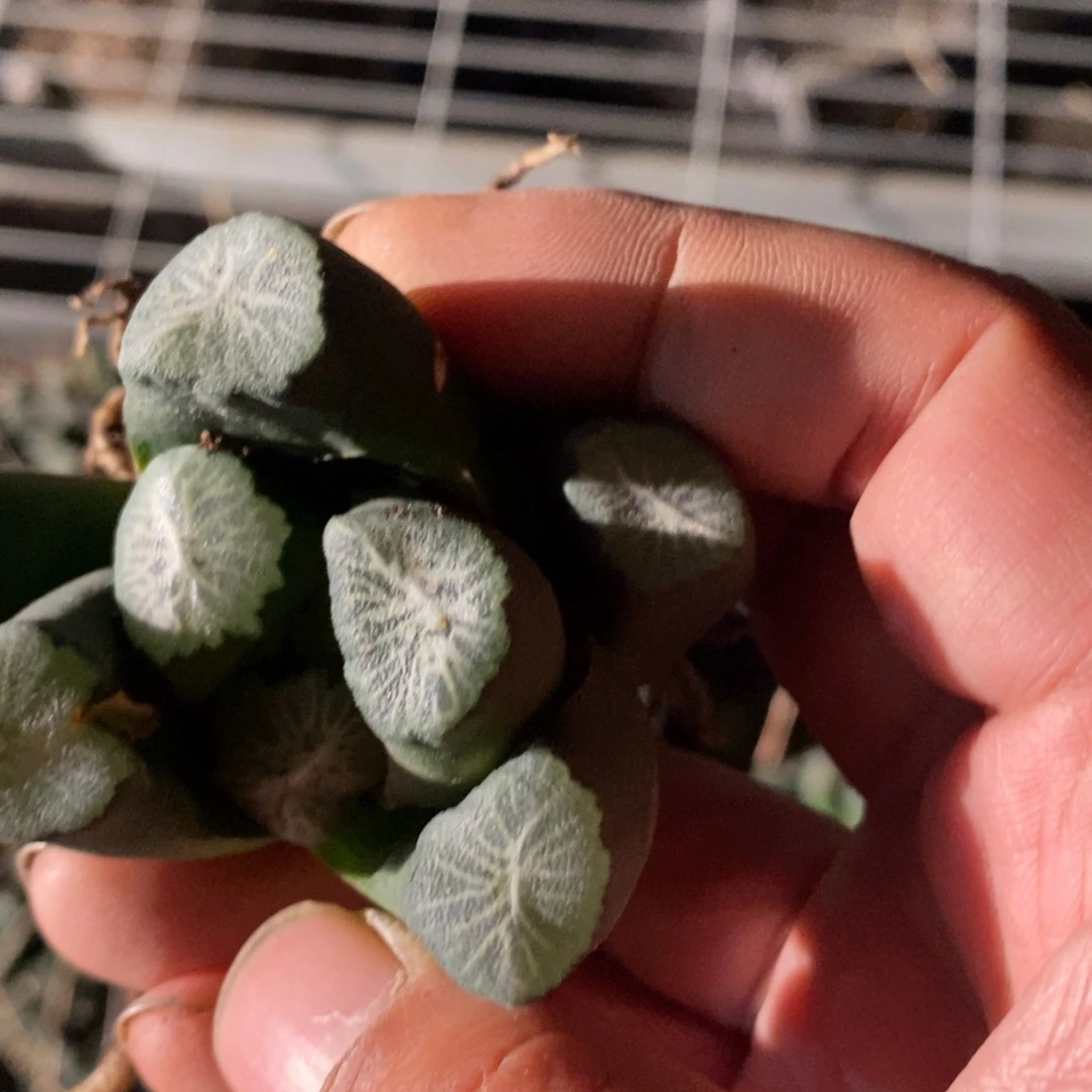 独***特378 一颗福利。