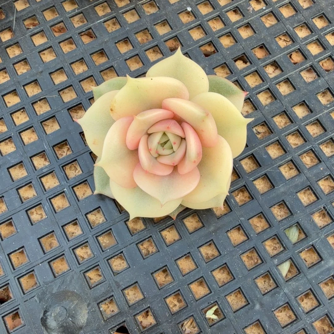 高***猫贝加尔湖锦上园艺一物一拍