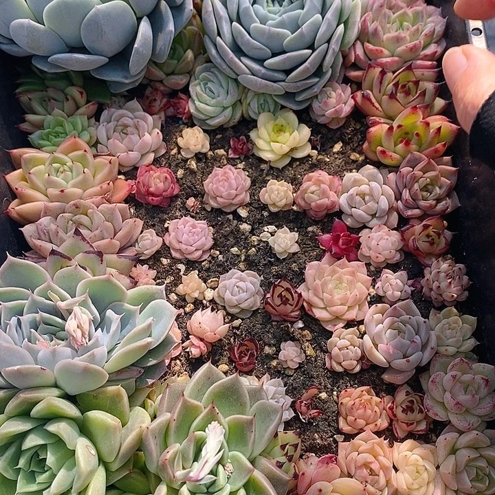 30 多肉植物盆栽花卉植物