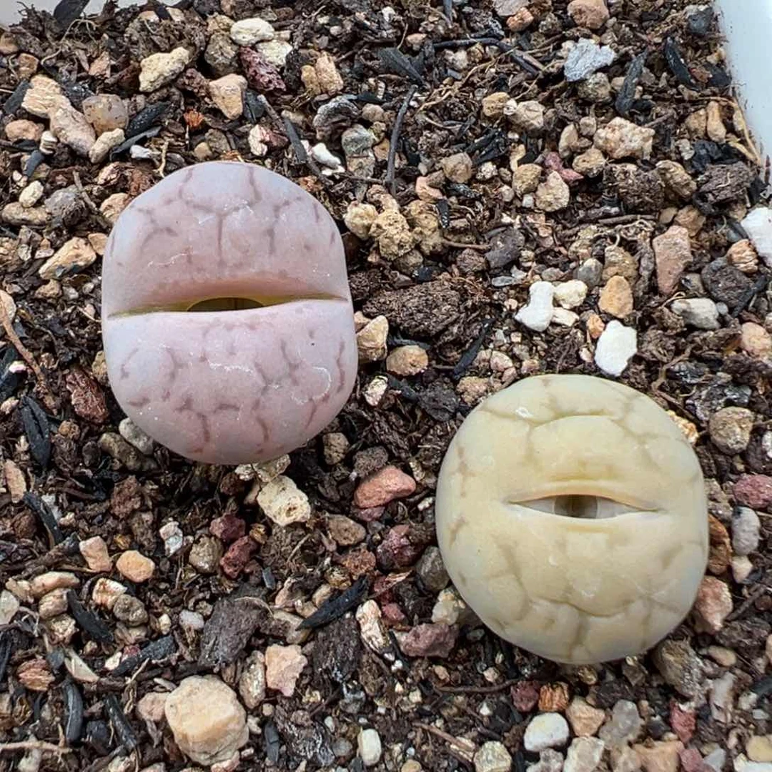 1.26好看的多肉751