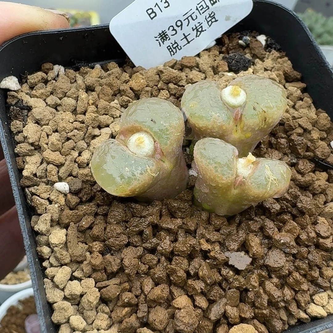 13多肉哈哈哈哈哈哈宝贝