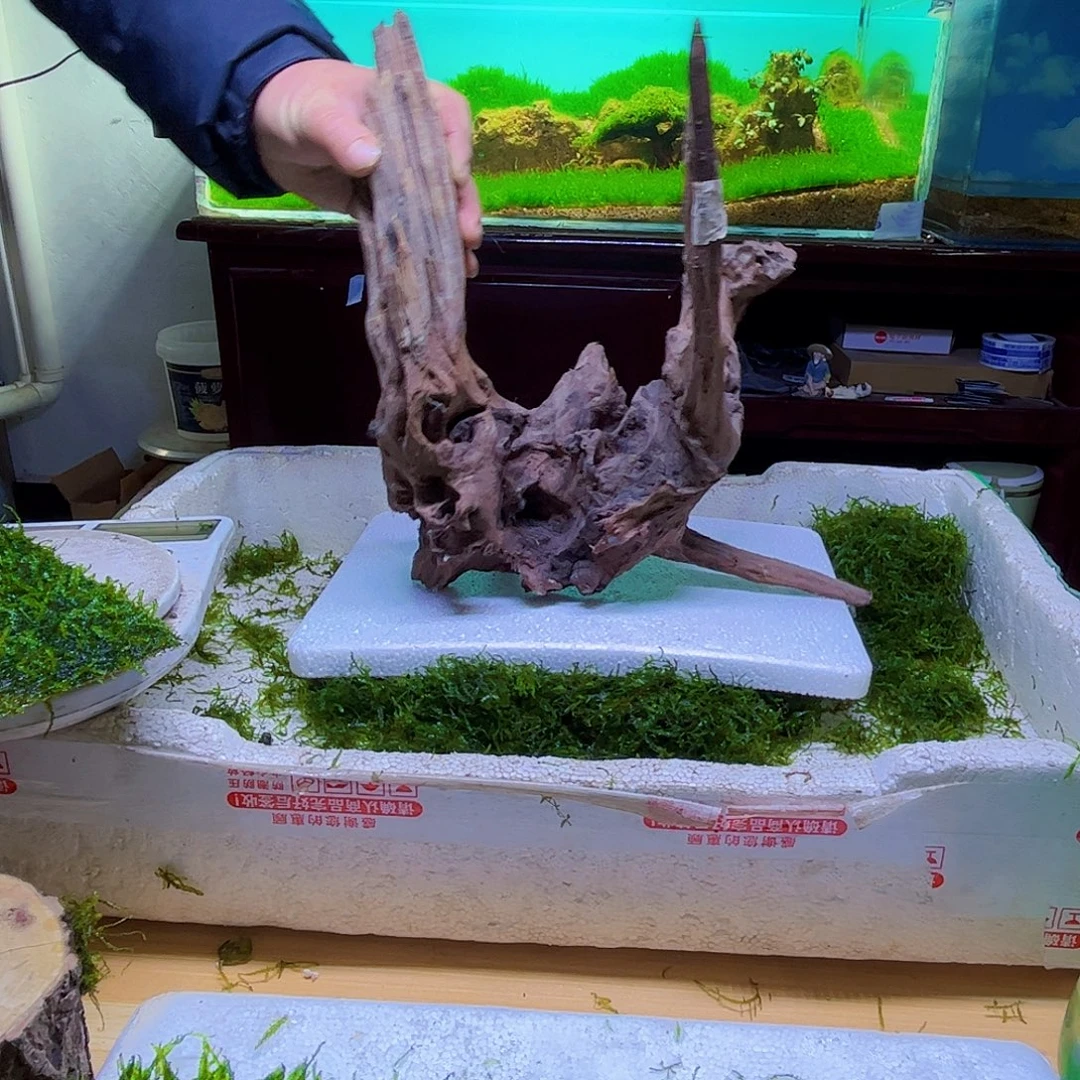 沉木不带水草发货