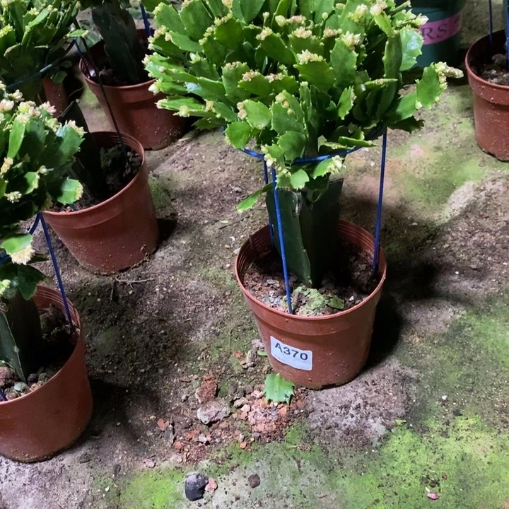 当前无花栽培后可以开花370嫁接红重
