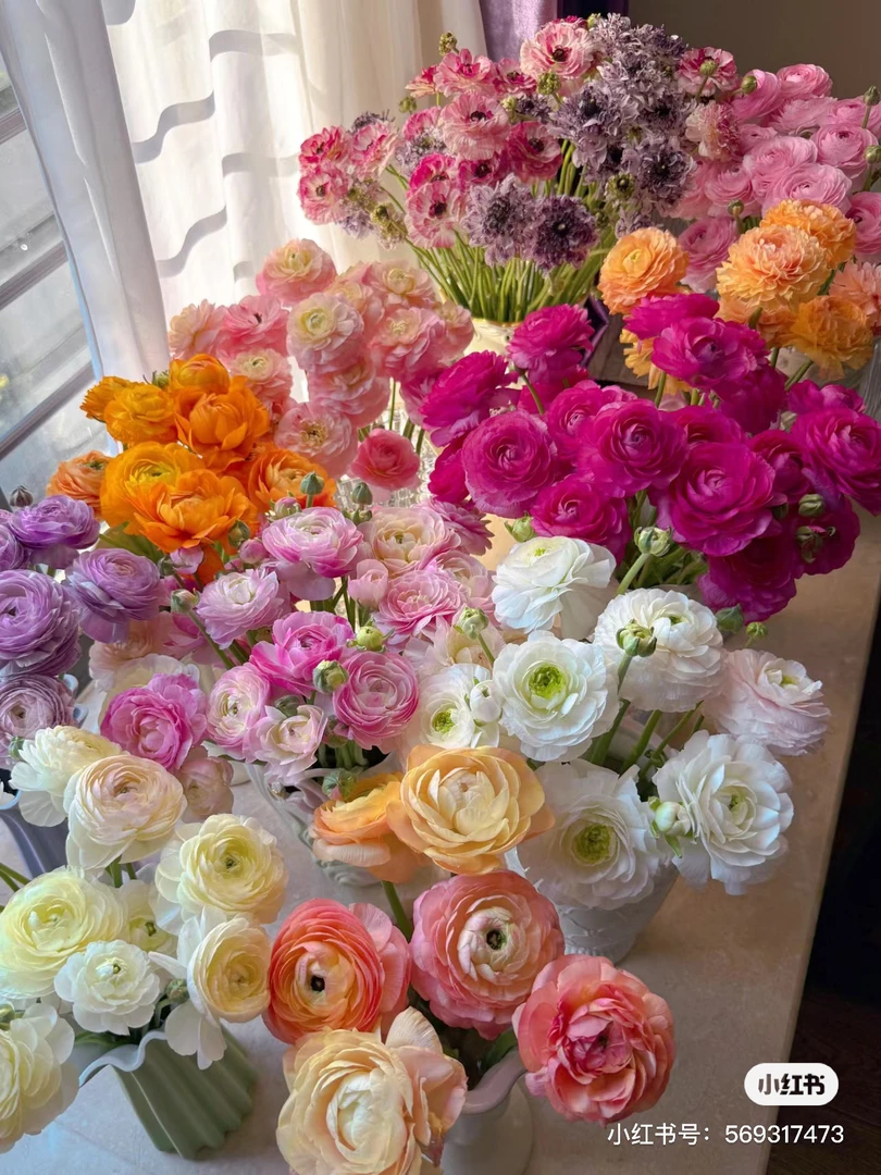 【洋牡丹】走播市场 任三单顺丰空运包邮鲜切花家居花店插花