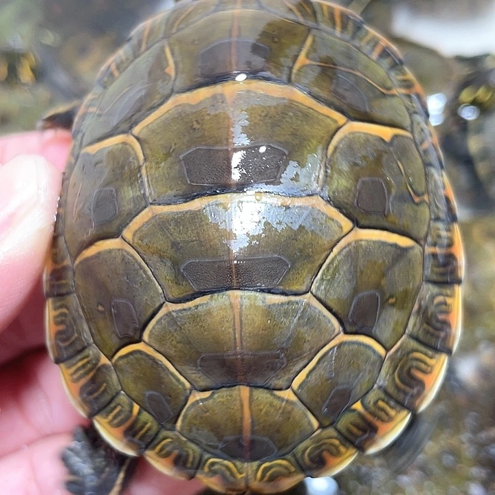 宠物龟母东杂111111