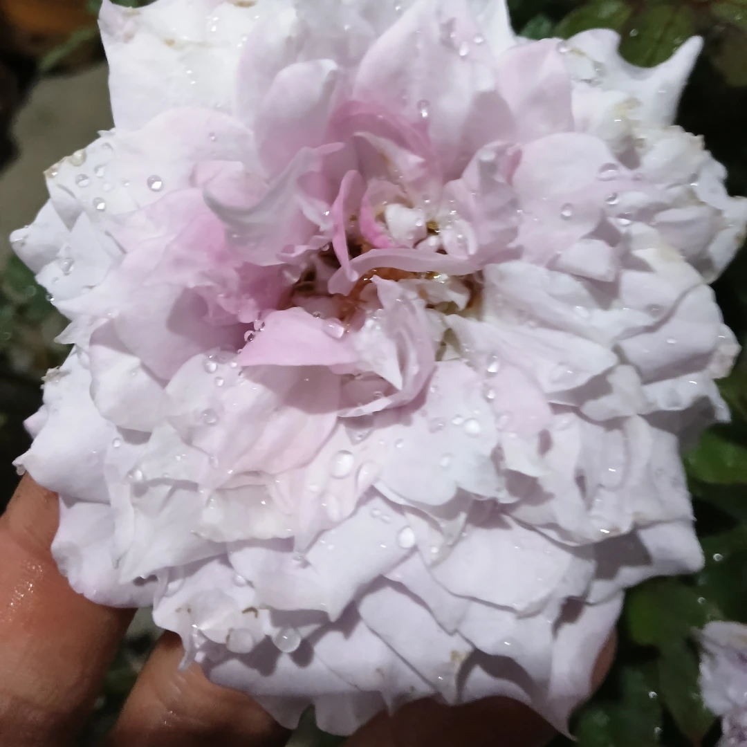 跟接浓想紫燕花苗适合别墅庭院种植的花卉绿植