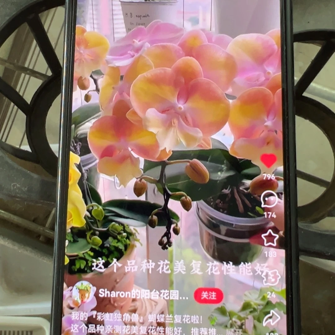 当前无花栽培后可以开花带剑彩虹独角兽大苗