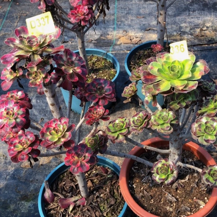 俩棵多肉3373360000000