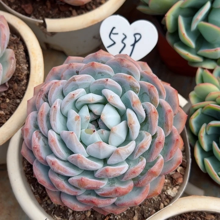 539梦露平平安安健健康康