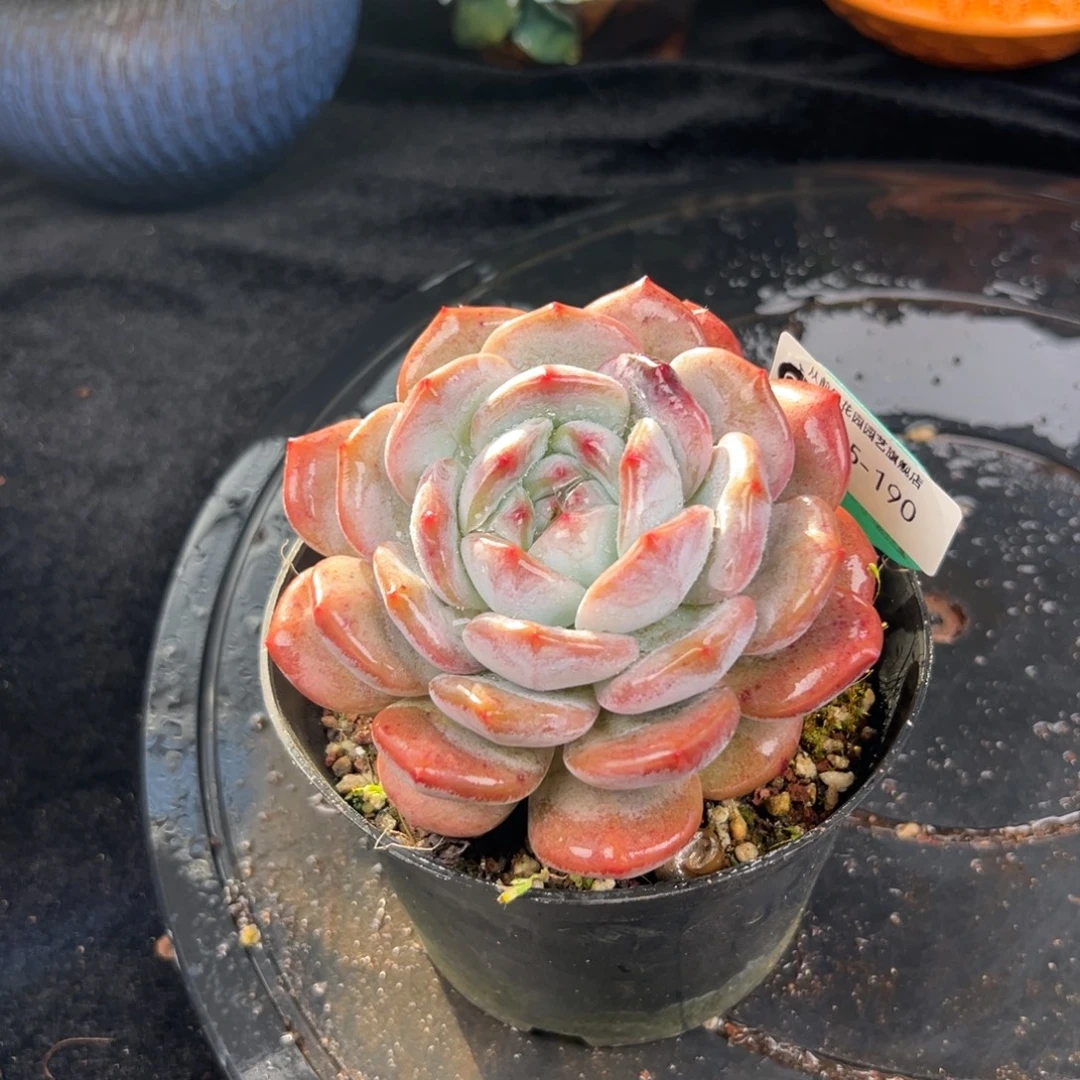 从前慢花园多肉编号1125-190