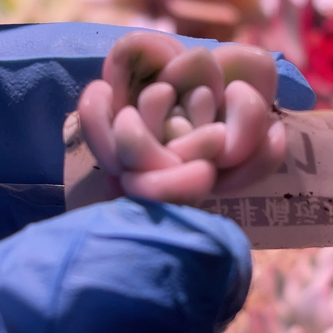 回***影尚品园艺福利若桃侧芽8371