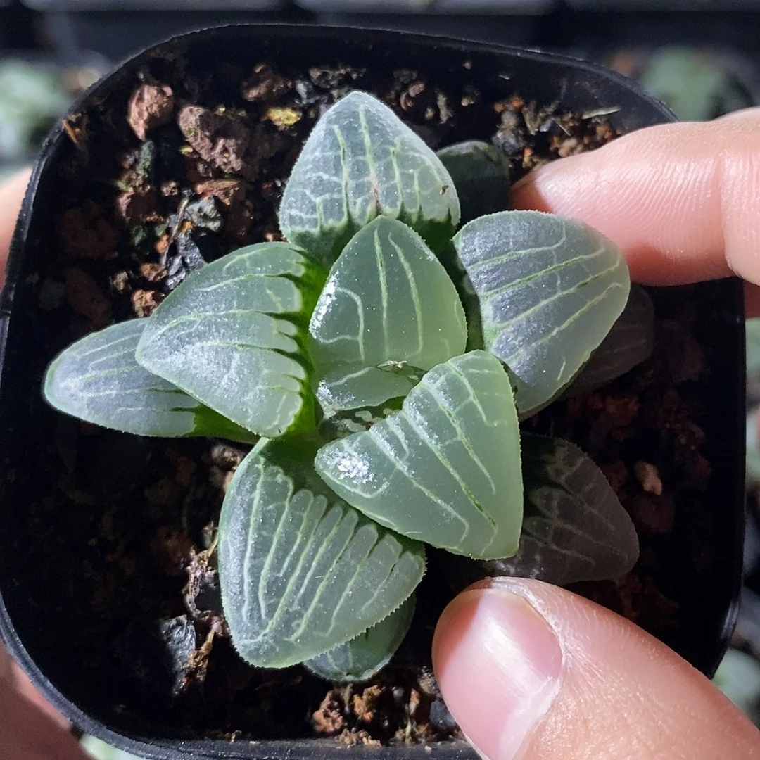 小**儿204甜心多肉植物十二卷