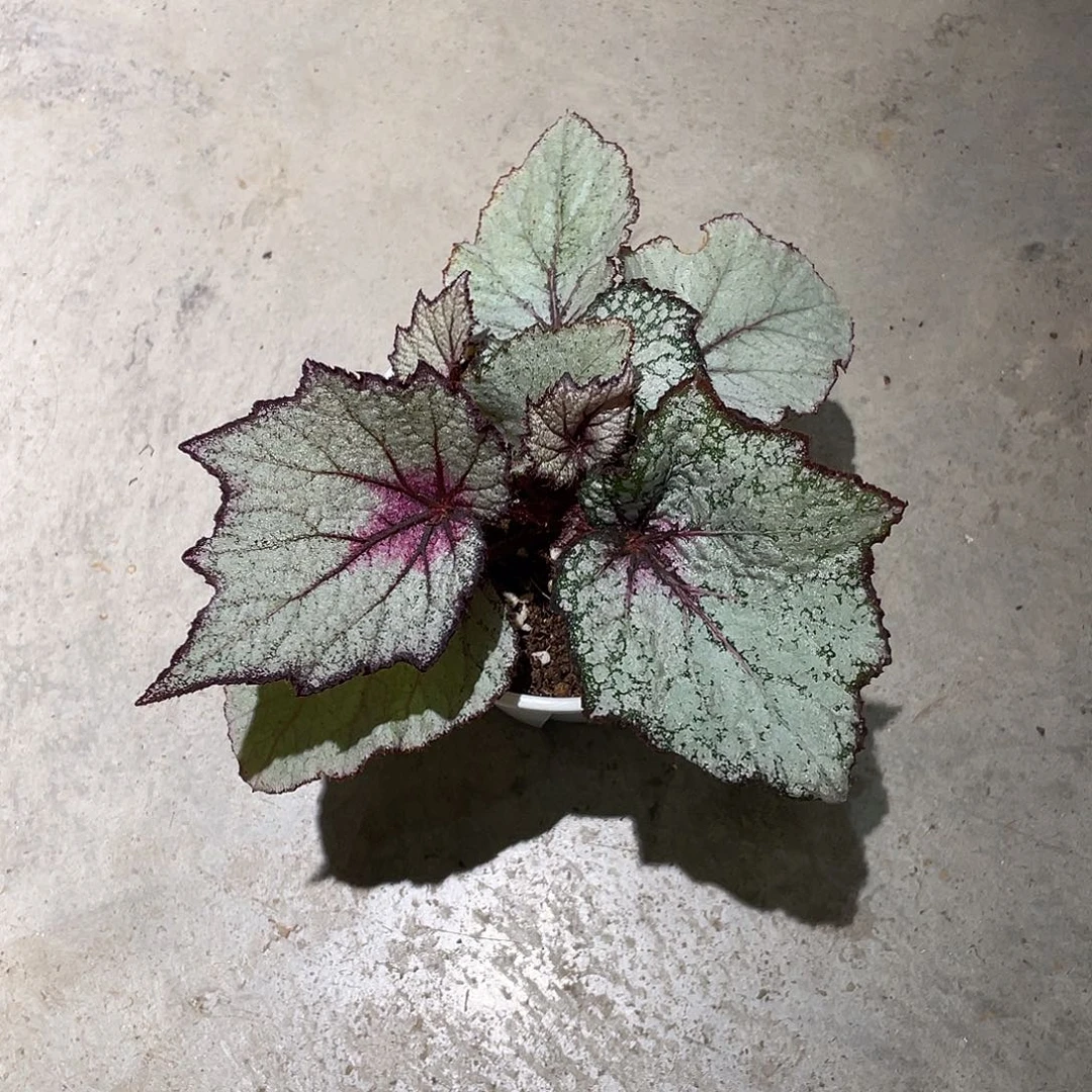 无花朵洛雯秋海棠