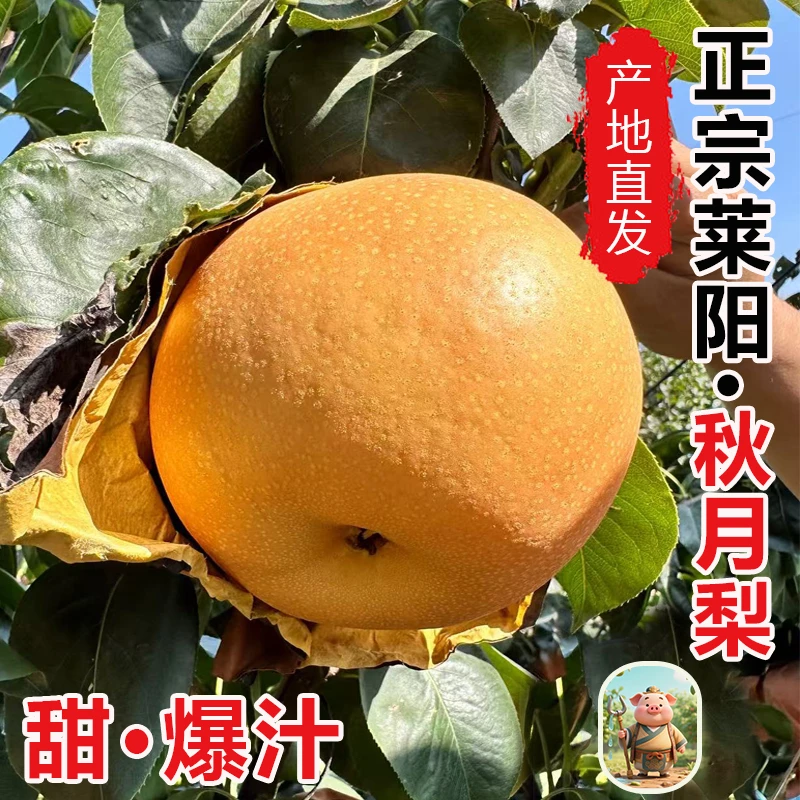 【顺丰包邮】正宗莱阳秋月梨自家种植新鲜当季现摘现发产地自发