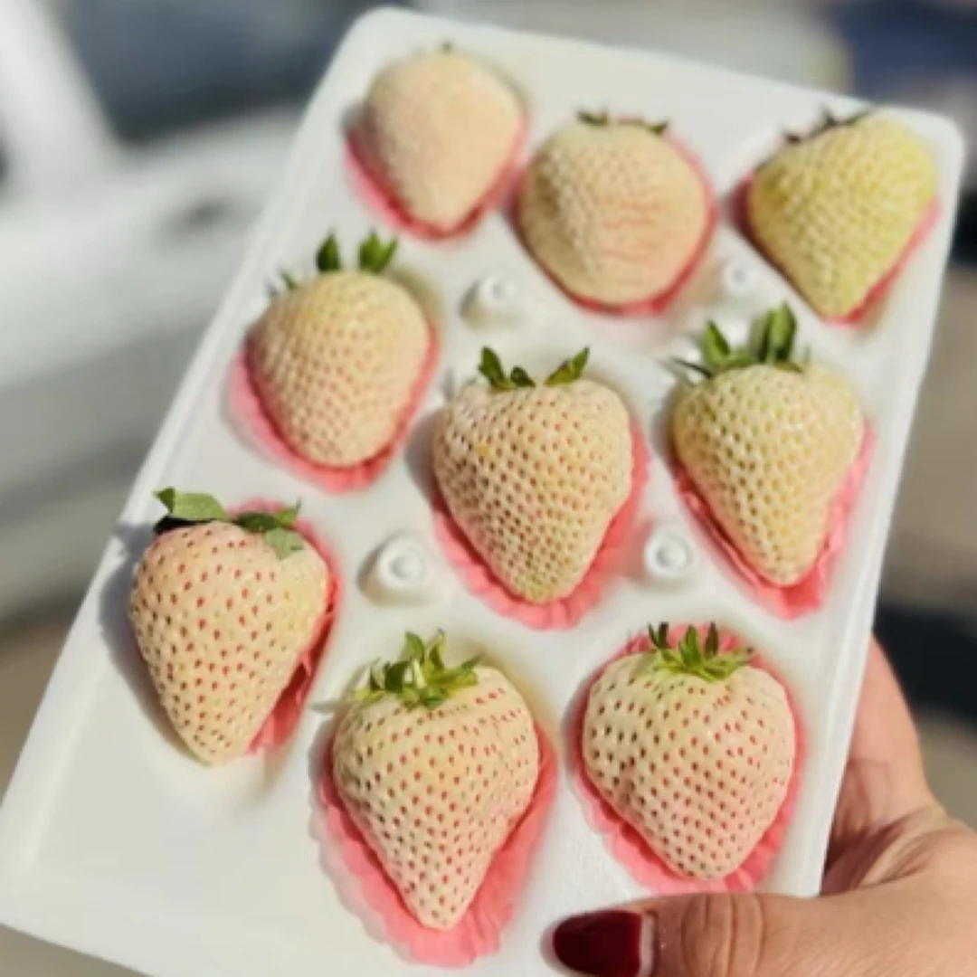 白雪公主淡雪草莓（丹东G）