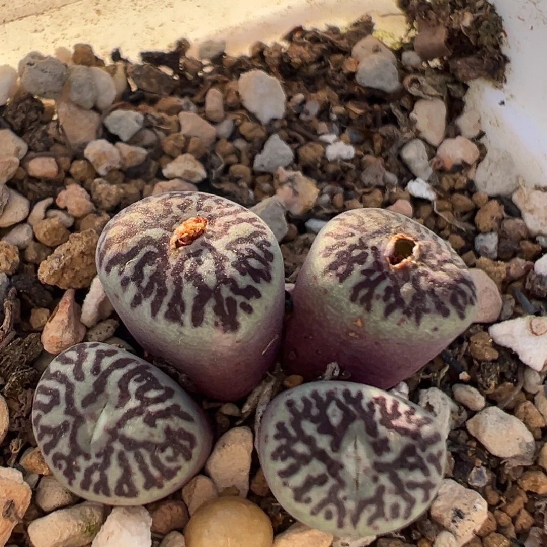 138多肉植物百科植物