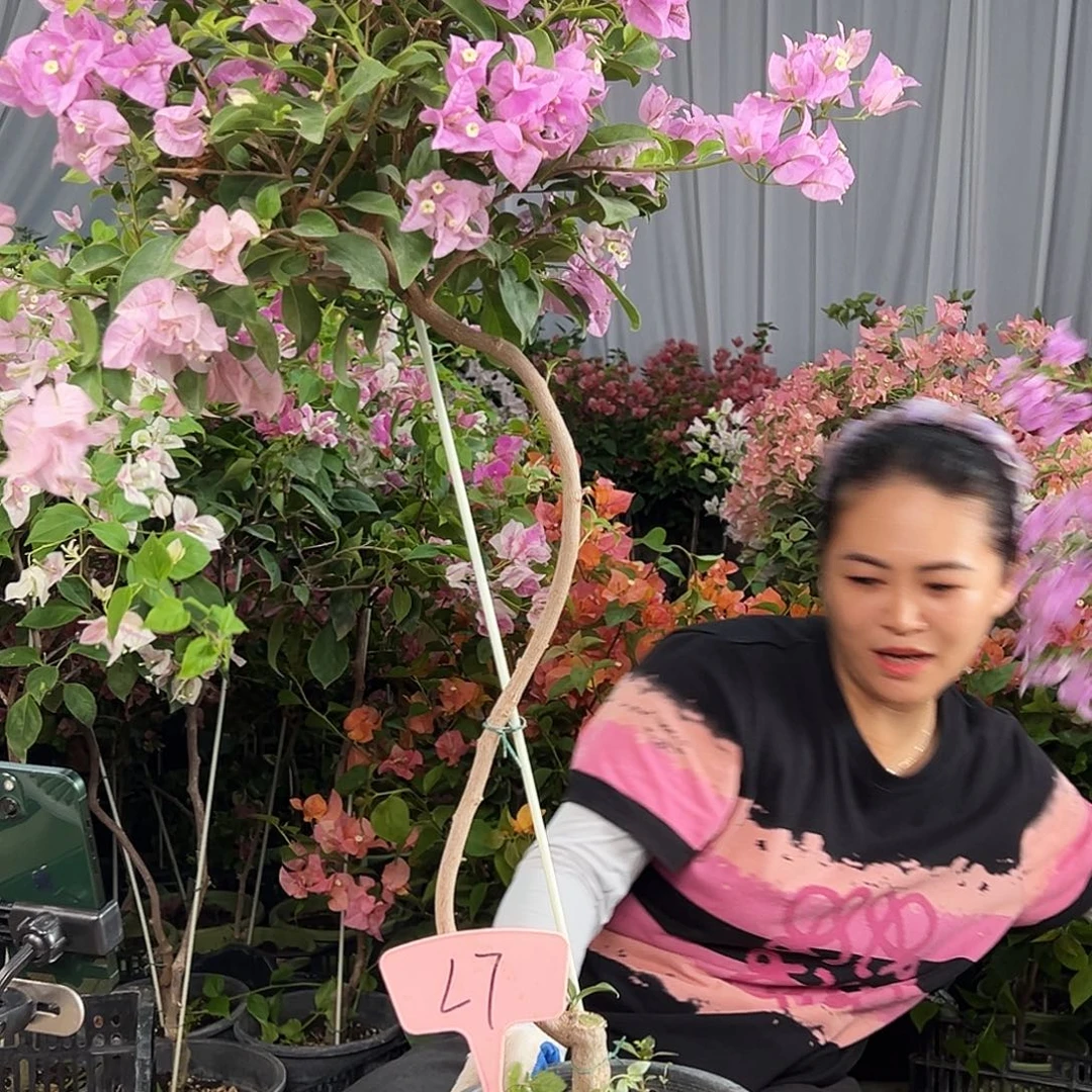 车****大部分花苞少量开放L7巴西紫