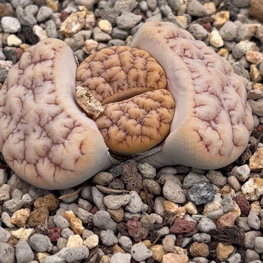 9464粉皮凹凸拿铁189一颗