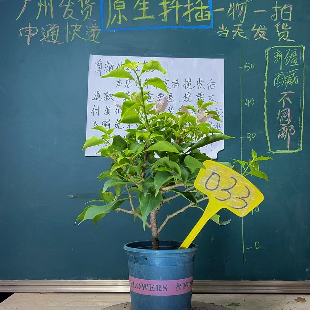 当前无花栽培后可以开花金夫人 033