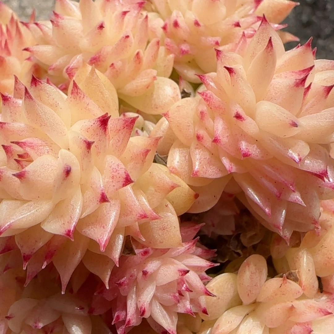 花语逸镜0130-554散