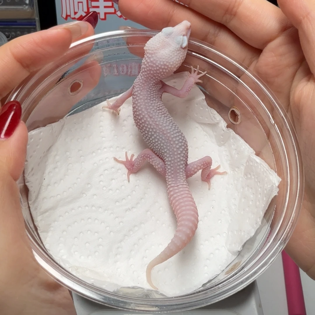 豹纹守宫超级雪花红眼暴龙母温