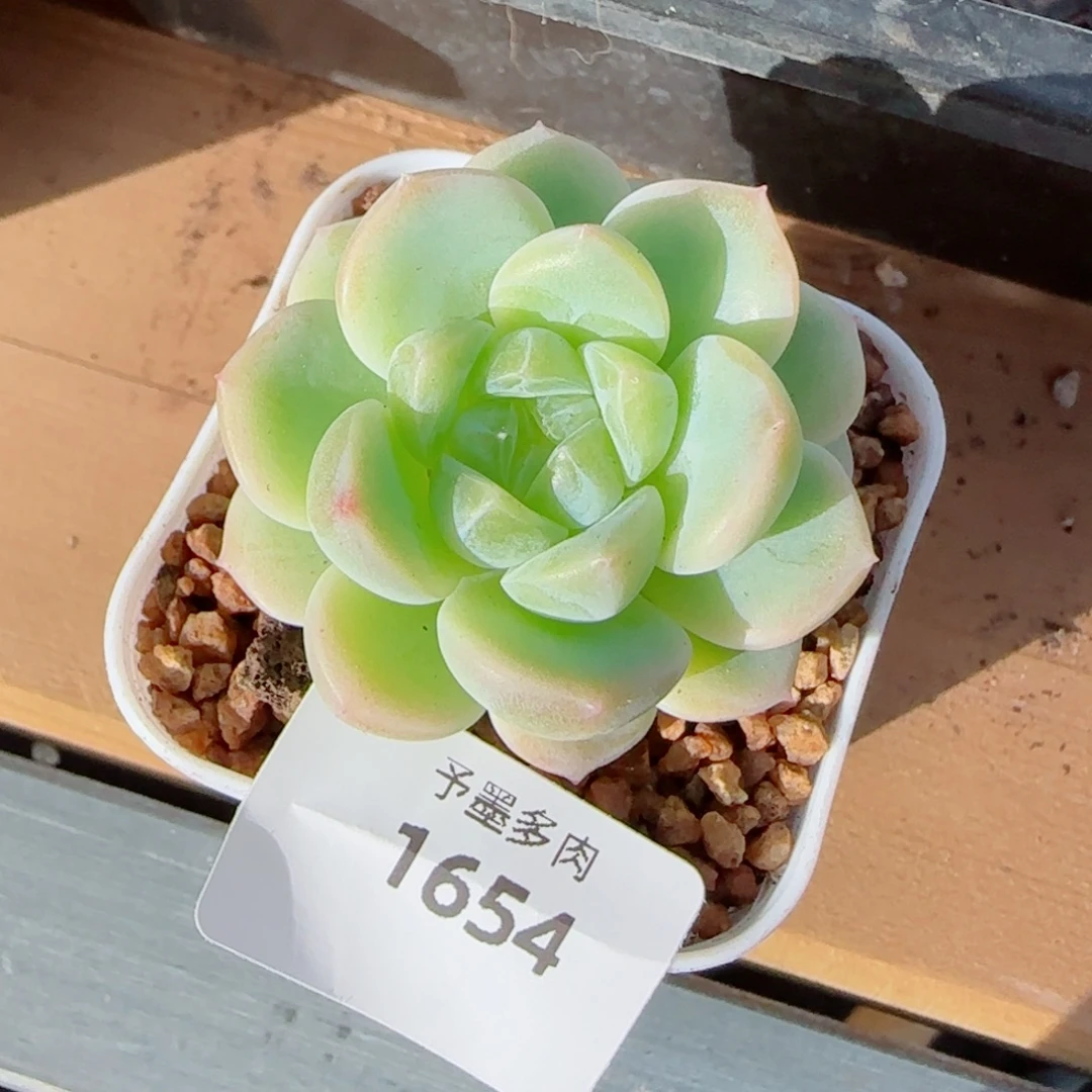 白体财富密码，1654多肉植物