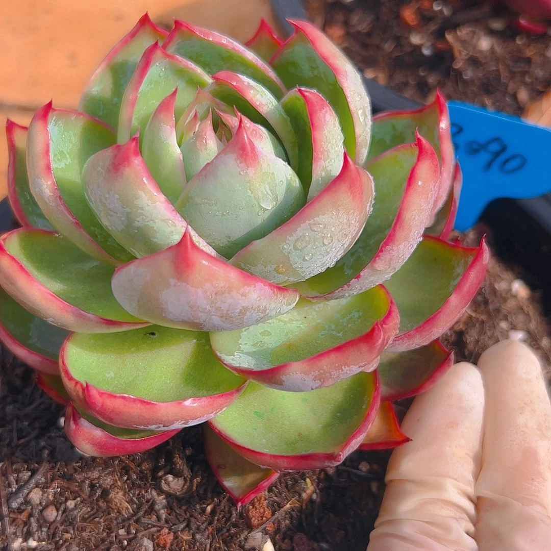 白**回惊鸿仙子一物一拍3090号