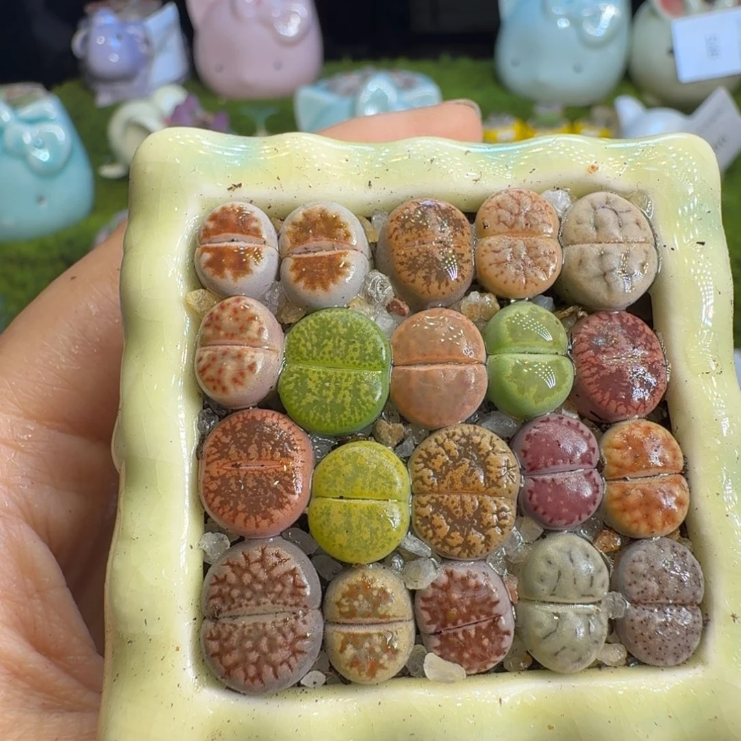 糖***甜多肉植物福利冲冲541