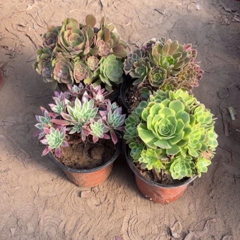 858多肉植物组合，