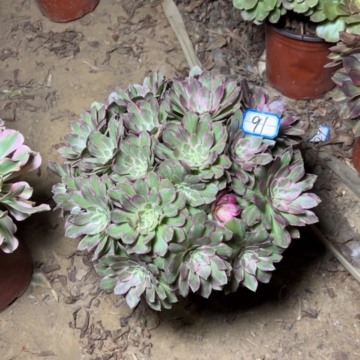 多肉植物莲花法师