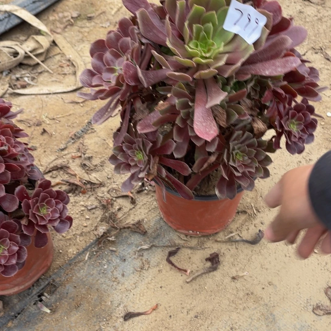 799赤霞飞法师多肉断枝不包