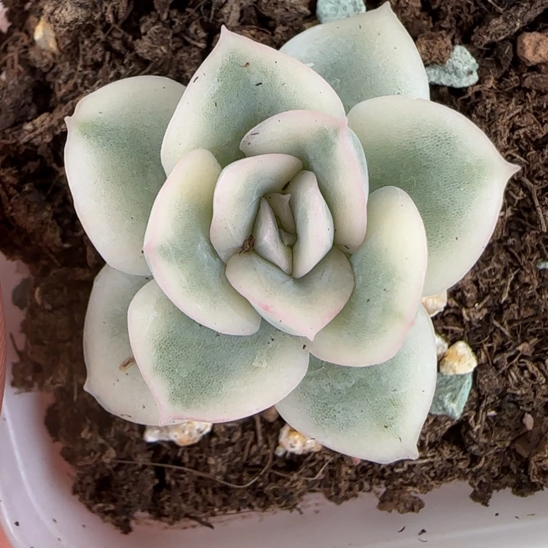 小***糖月亮仙子腹轮锦多肉