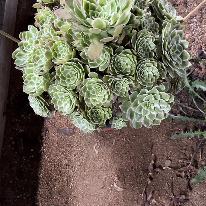 多肉植物万彩灯锦……