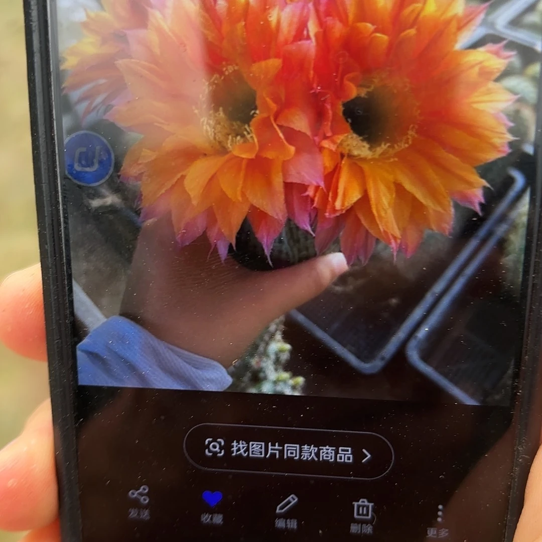 带根昨日重现20包邮瑕疵4-5公分