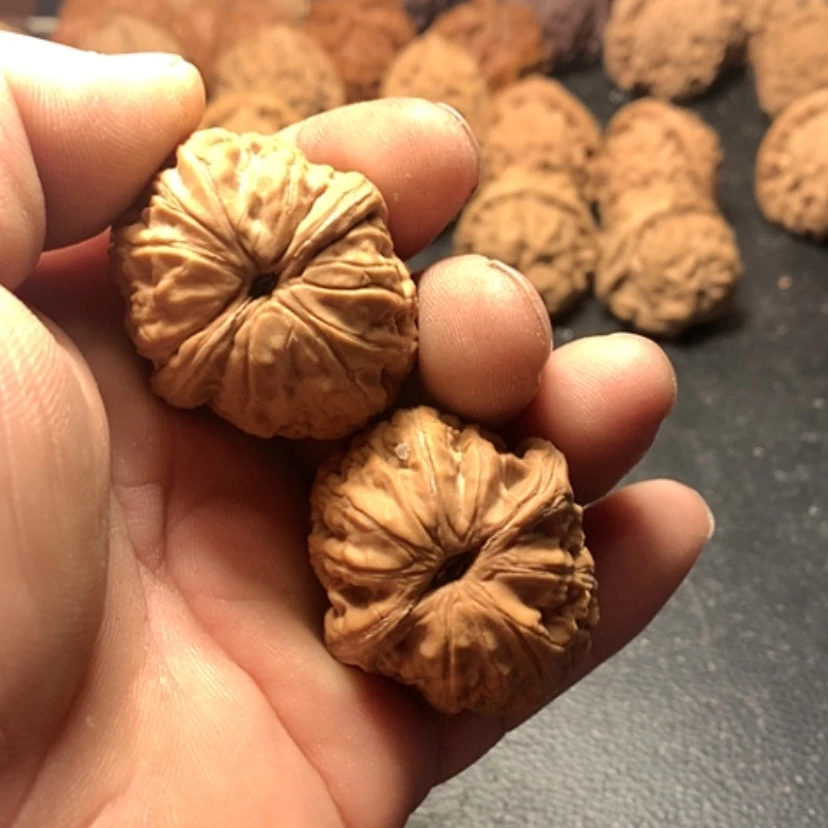 【闪购商品】天***苗元宝