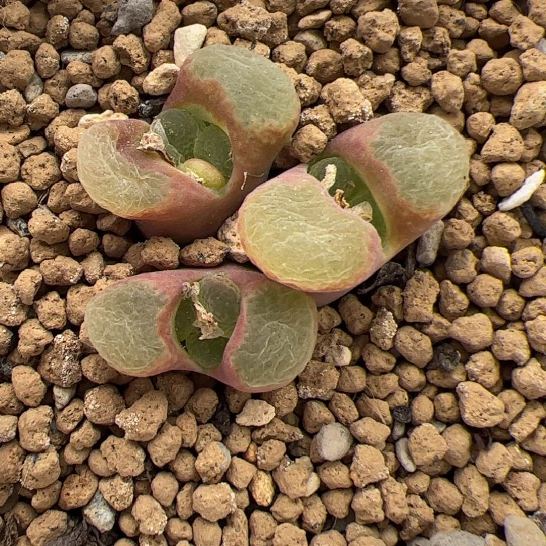 0521号粉樱 多肉植物