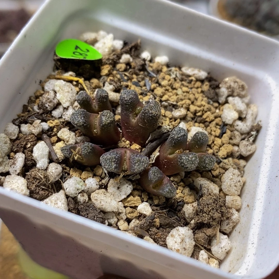 大型火柴头多肉植物287