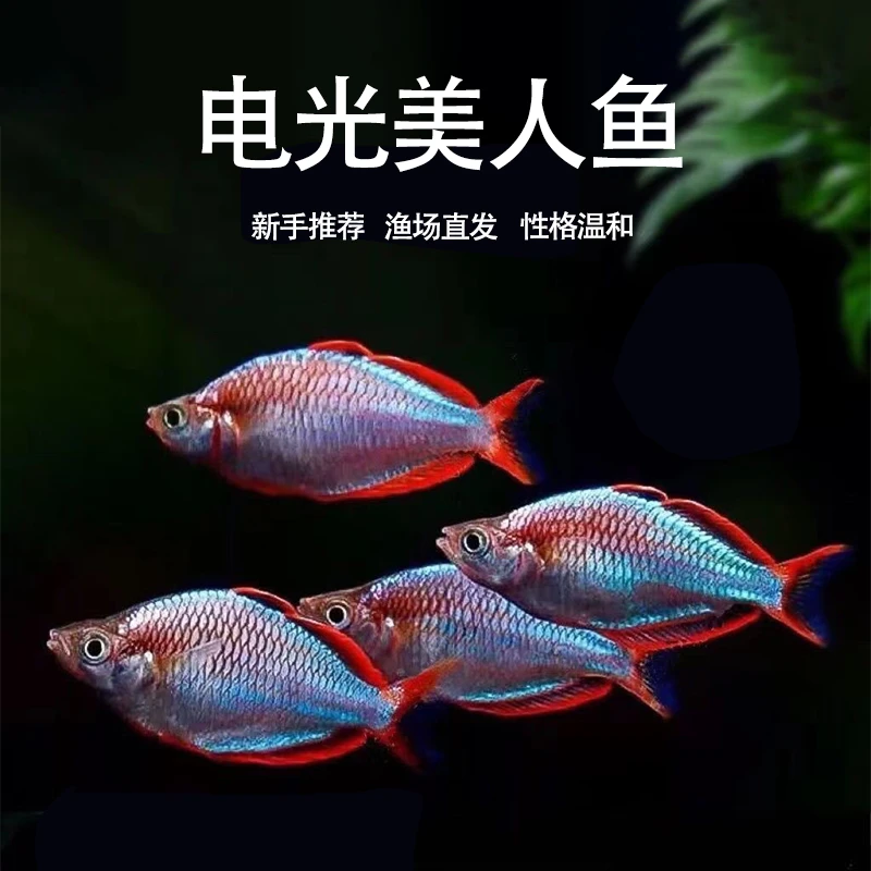 【渔场直发】电光美人鱼热带观赏鱼淡水新手入门好养耐活小型群游鱼