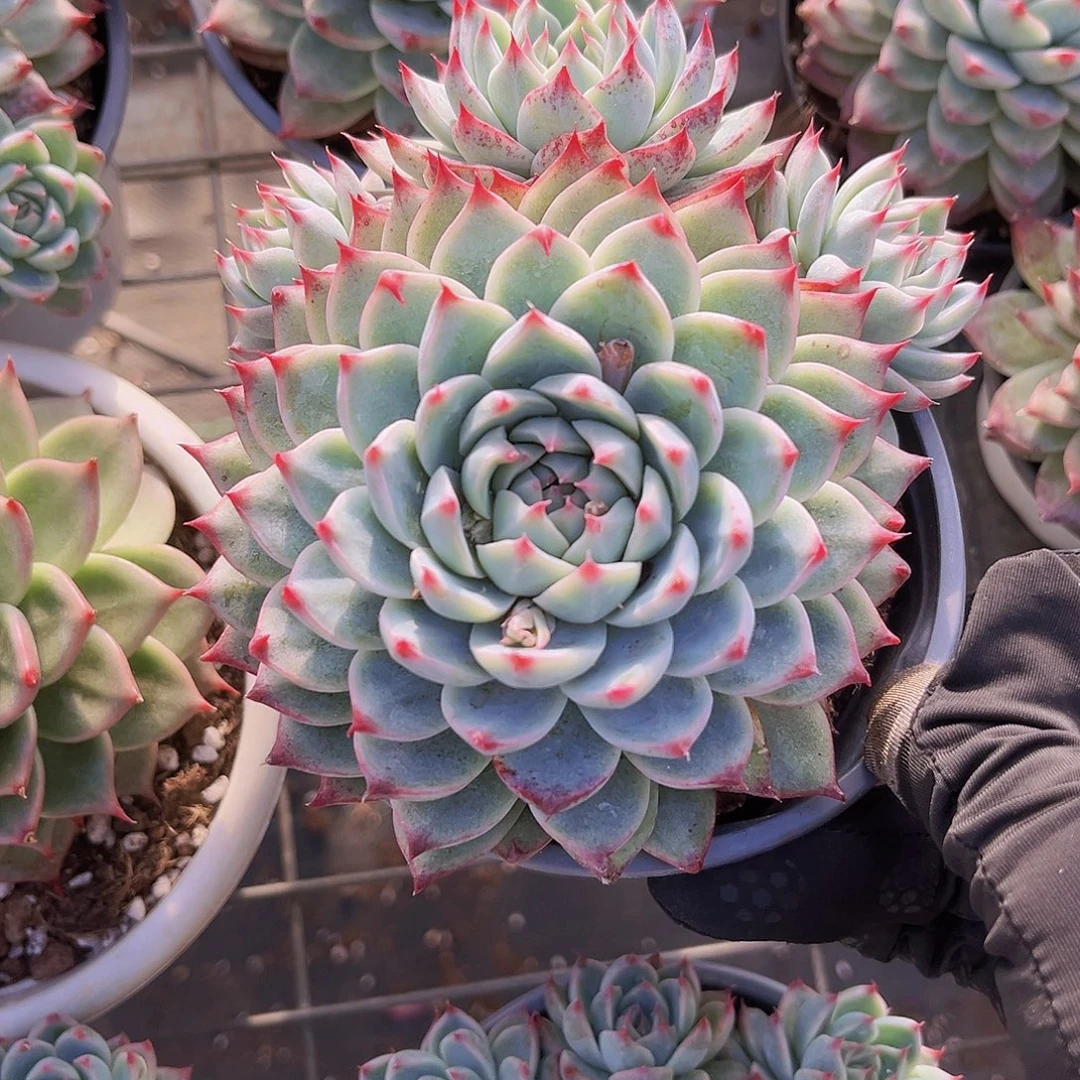 桃夭13公分98999899999