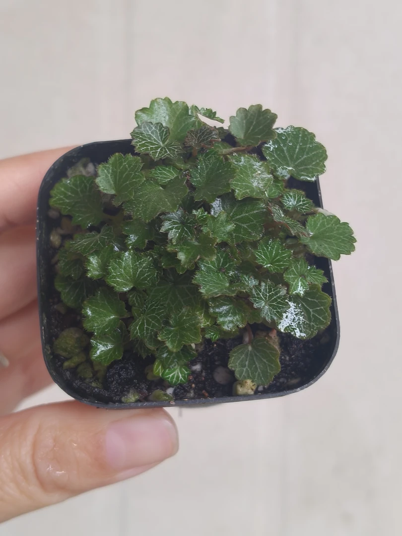 姬虎耳带盆 偏远地区不包邮