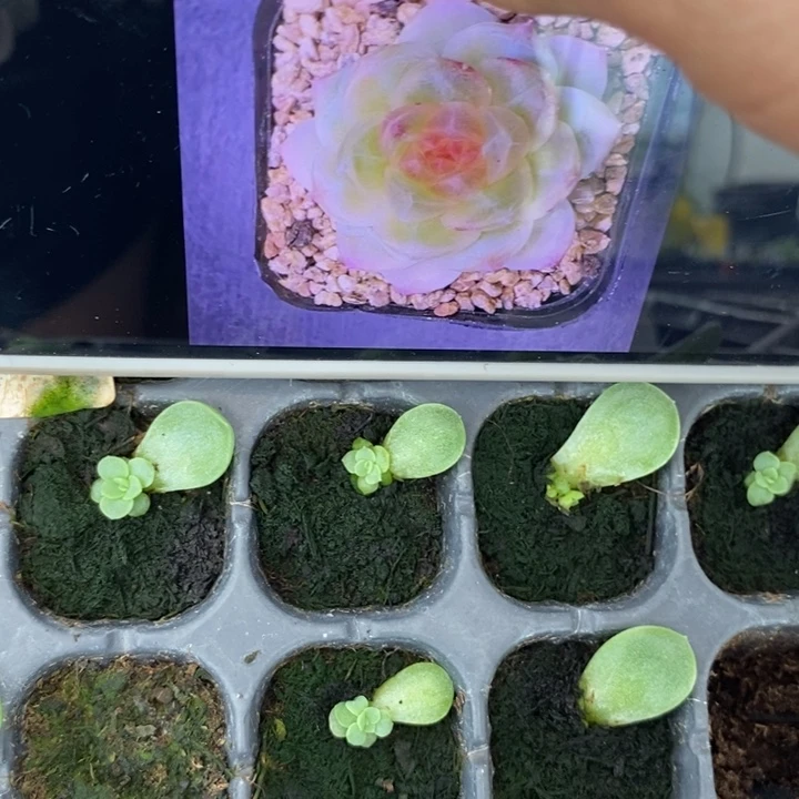 小叶碧波芽苗一个量拍