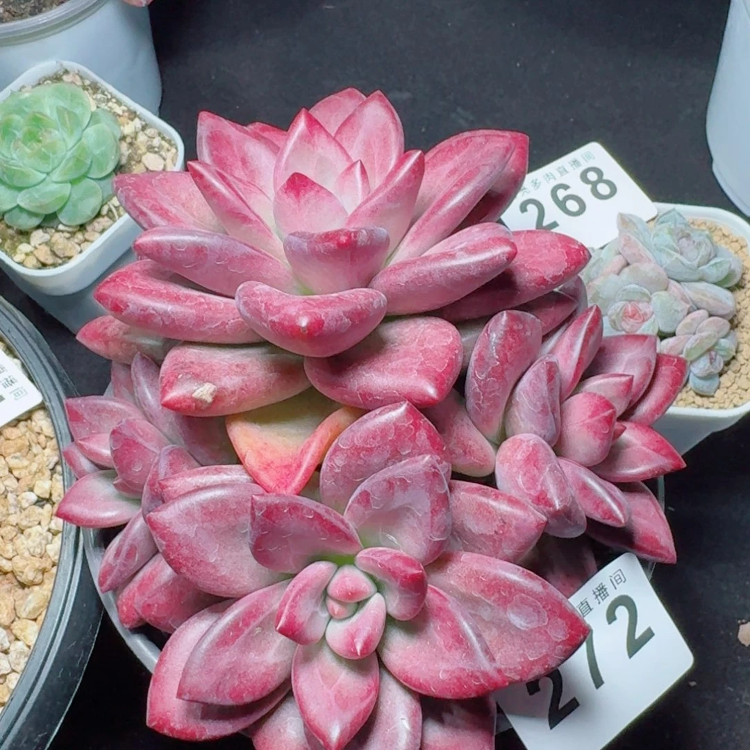 赫菲斯托            精美多肉植物