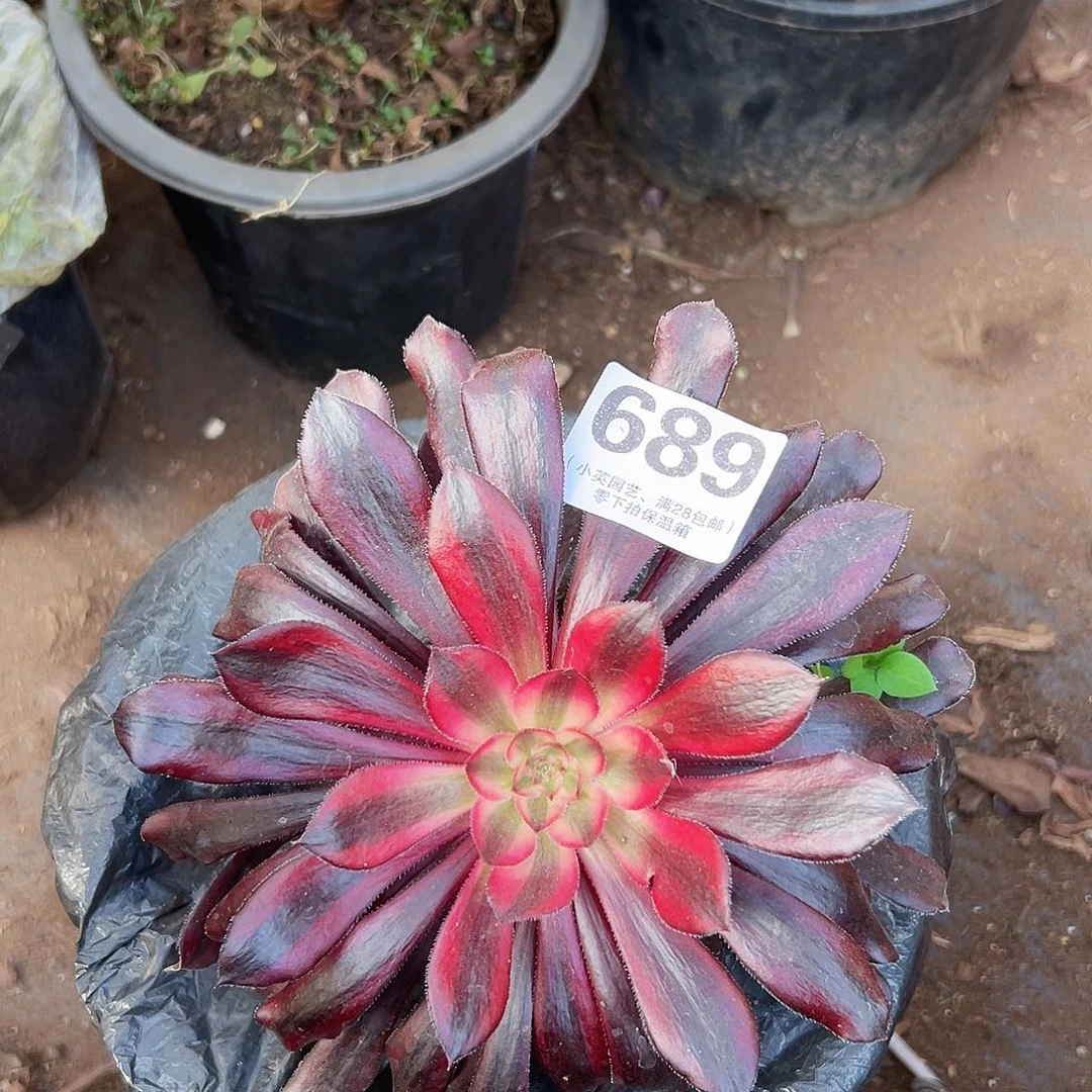 689多肉植物多肉植物