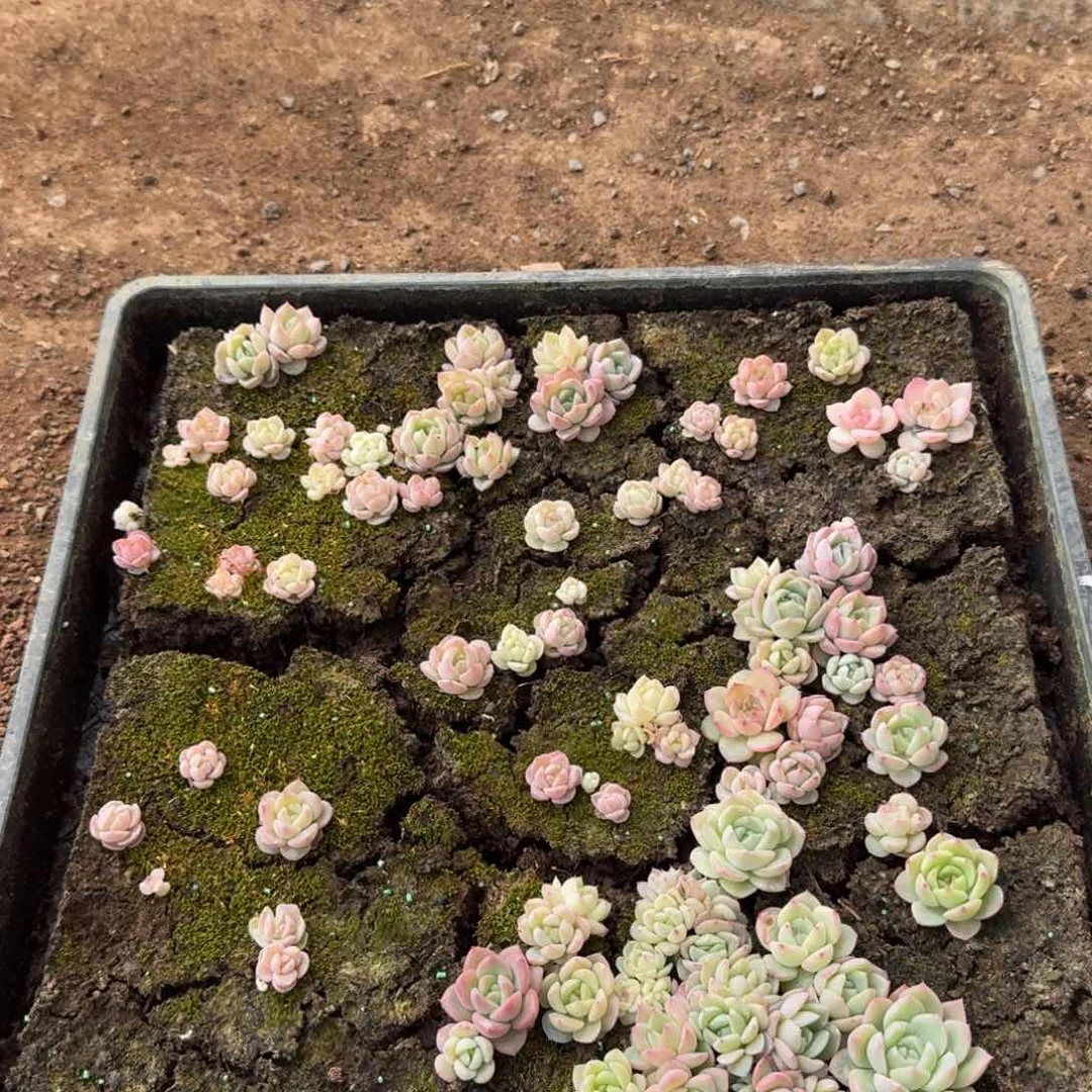 多肉杂交一物一拍14-84