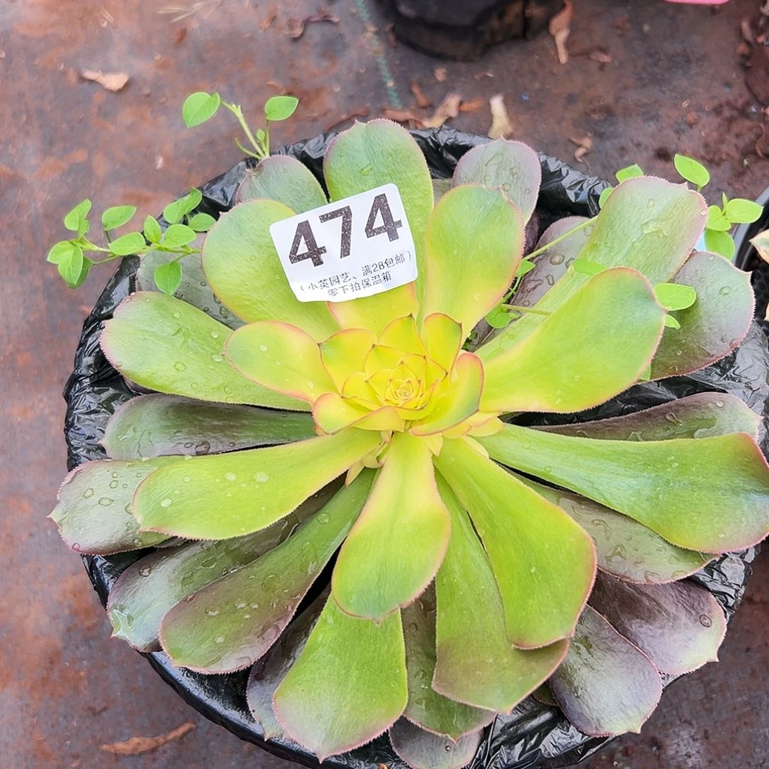 多肉植物474多肉植物