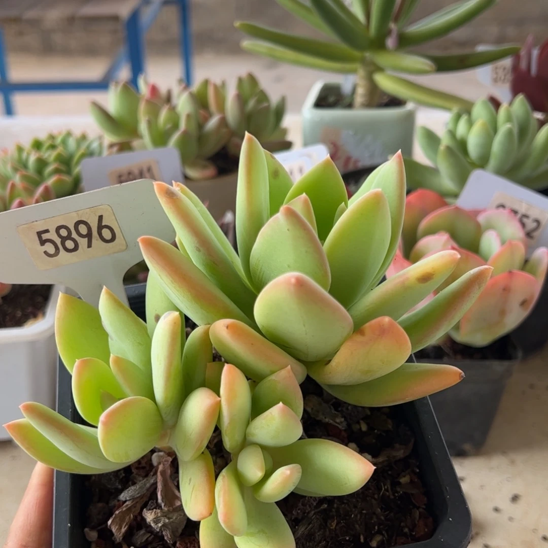 【闪购商品】海洋之心。5896。 11111111