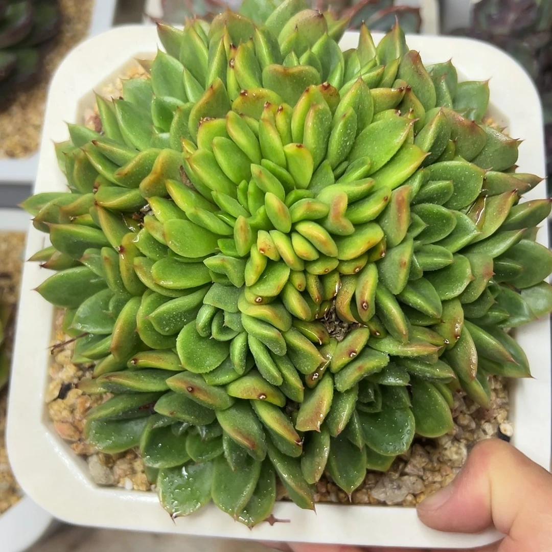 多肉植物一物一拍09