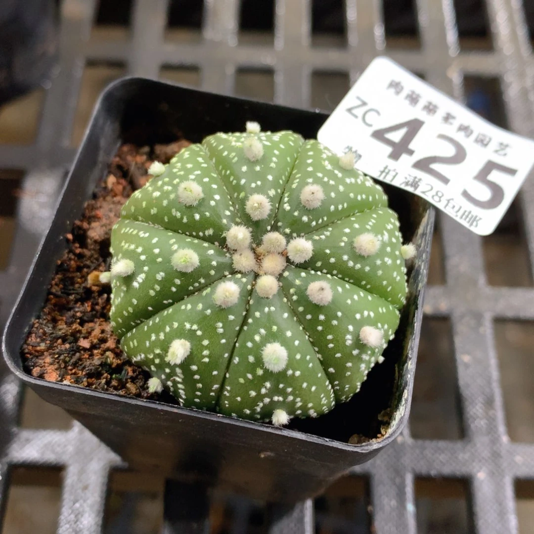 肉萌萌拇指盆精控多肉ZC425