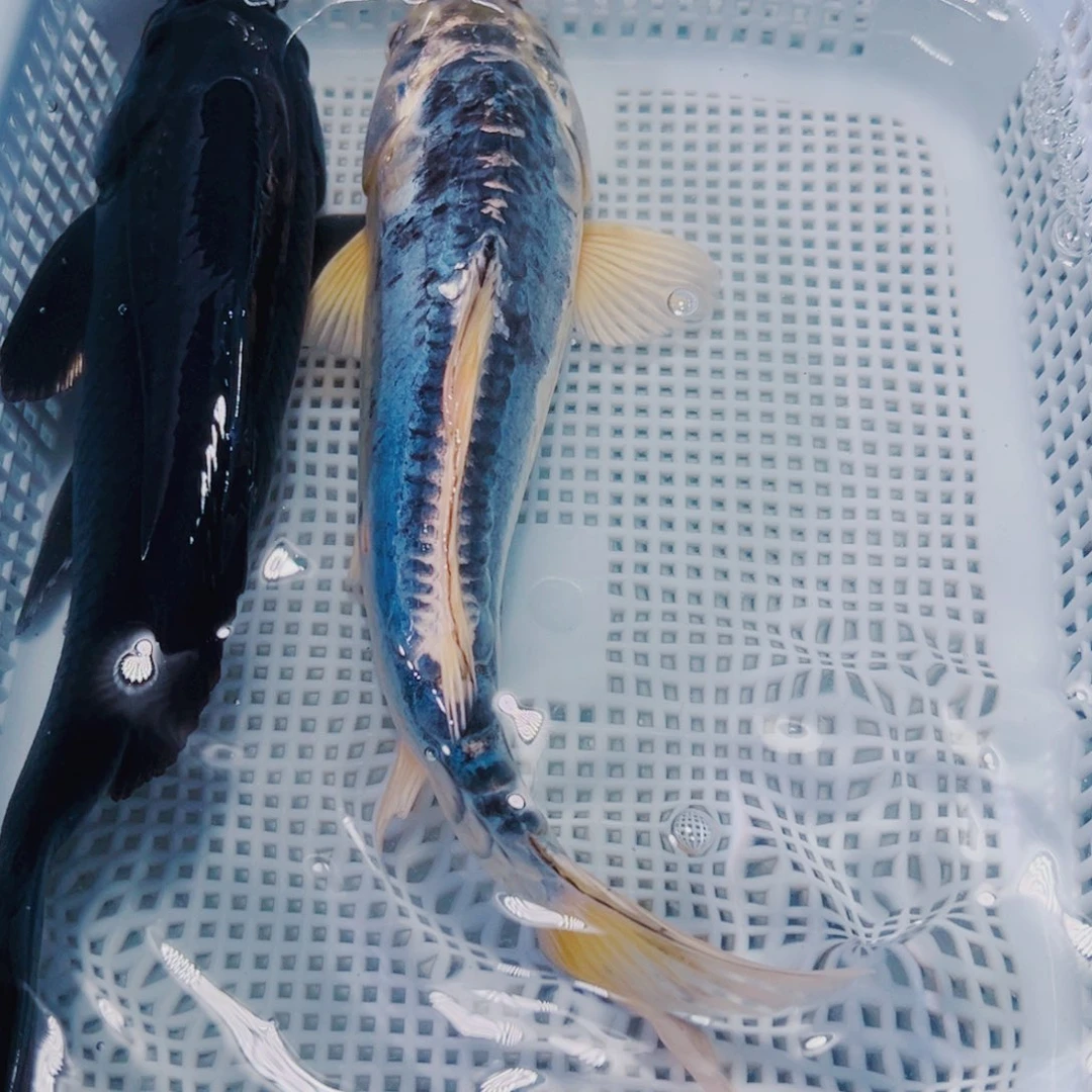 海水鱼锦鲤观赏鱼7